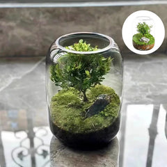 1-Piece Glass Terrarium Planter