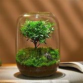 Creative Glass Terrarium Bottle