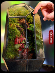 No-Care Moss Tank (Finished Product)