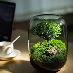 1-Piece Glass Terrarium Planter