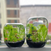 1-Piece Glass Terrarium Planter