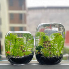 1-Piece Glass Terrarium Planter