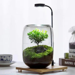 1-Piece Glass Terrarium Planter