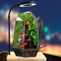 No-Care Moss Tank (Finished Product)