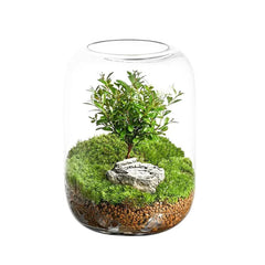 1-Piece Glass Terrarium Planter