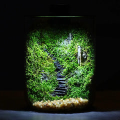 Clear Glass Terrarium (Model 1001956)