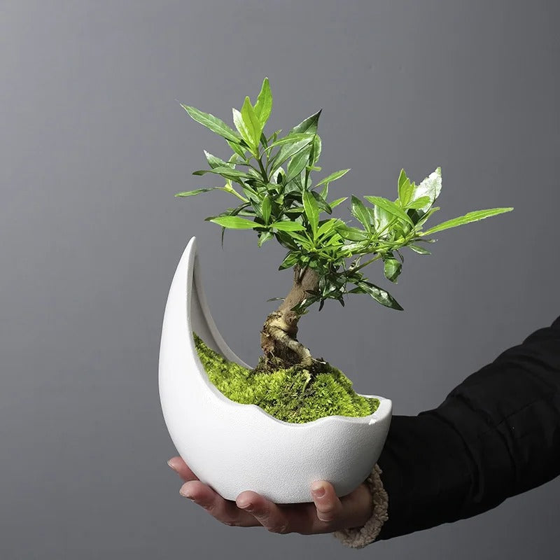 Rhinoceros Horn Shape Ceramic Flower Pot – Succulent Planter & Cactus Bonsai Pot for Home Decoration