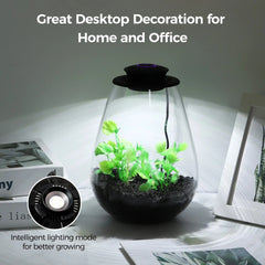 Glass Terrarium with Grow Light