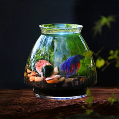 Mini Glass Betta Tank (DIY Kit)