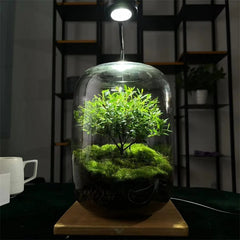 Creative Glass Terrarium Bottle